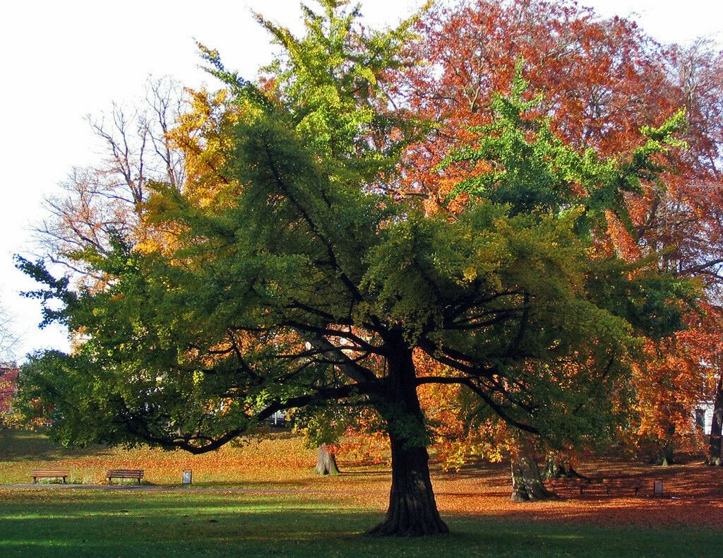 Ginkgo Biloba Maidenhair Tree