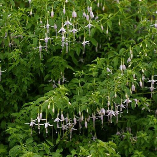Fuchsia Magellanica Alba Established Potted Plant