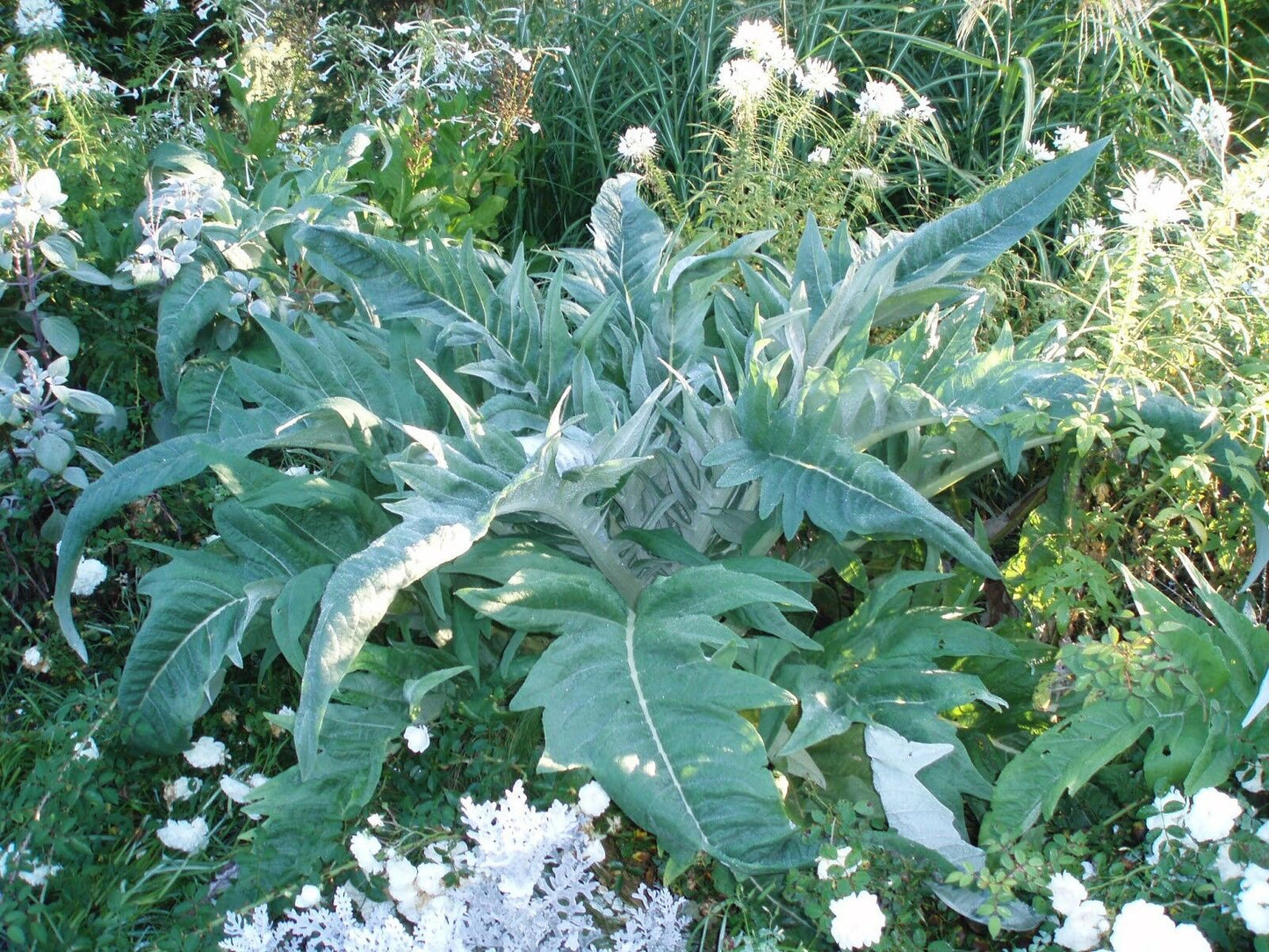Cynara Scolymus Artichoke Plant