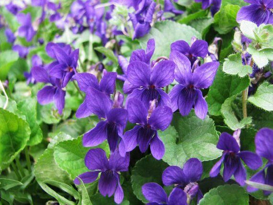 Viola Odorata 'Queen Charlotte' Sweet Violet Plant