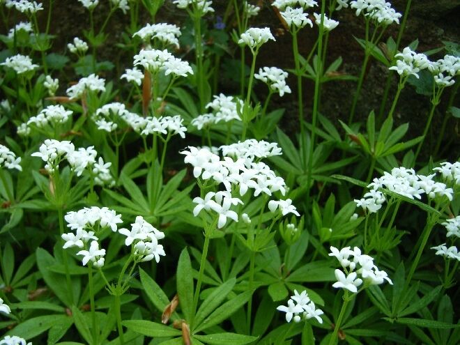 Galium Odoratum Sweet Woodruff Plant