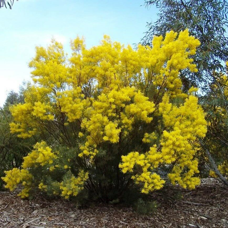 Acacia Boormanii Tree