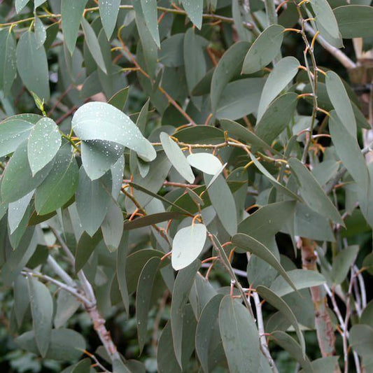 Eucalyptus Niphophila Snow Gum Tree