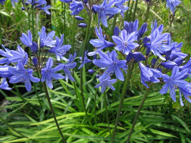 Agapanthus Africanus Blue Lily