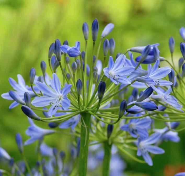 Agapanthus Africanus Blue Lily