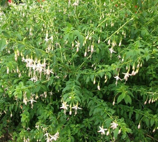 Fuchsia Magellanica Alba Established Potted Plant