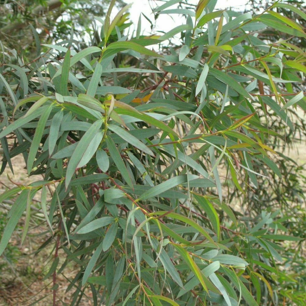 Eucalyptus Parvula  Small Leaved Gum
