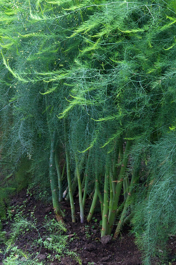 Asparagus Colossus Plugs