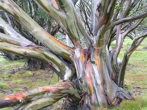Eucalyptus Coccifera Tasmanian Snow Gum