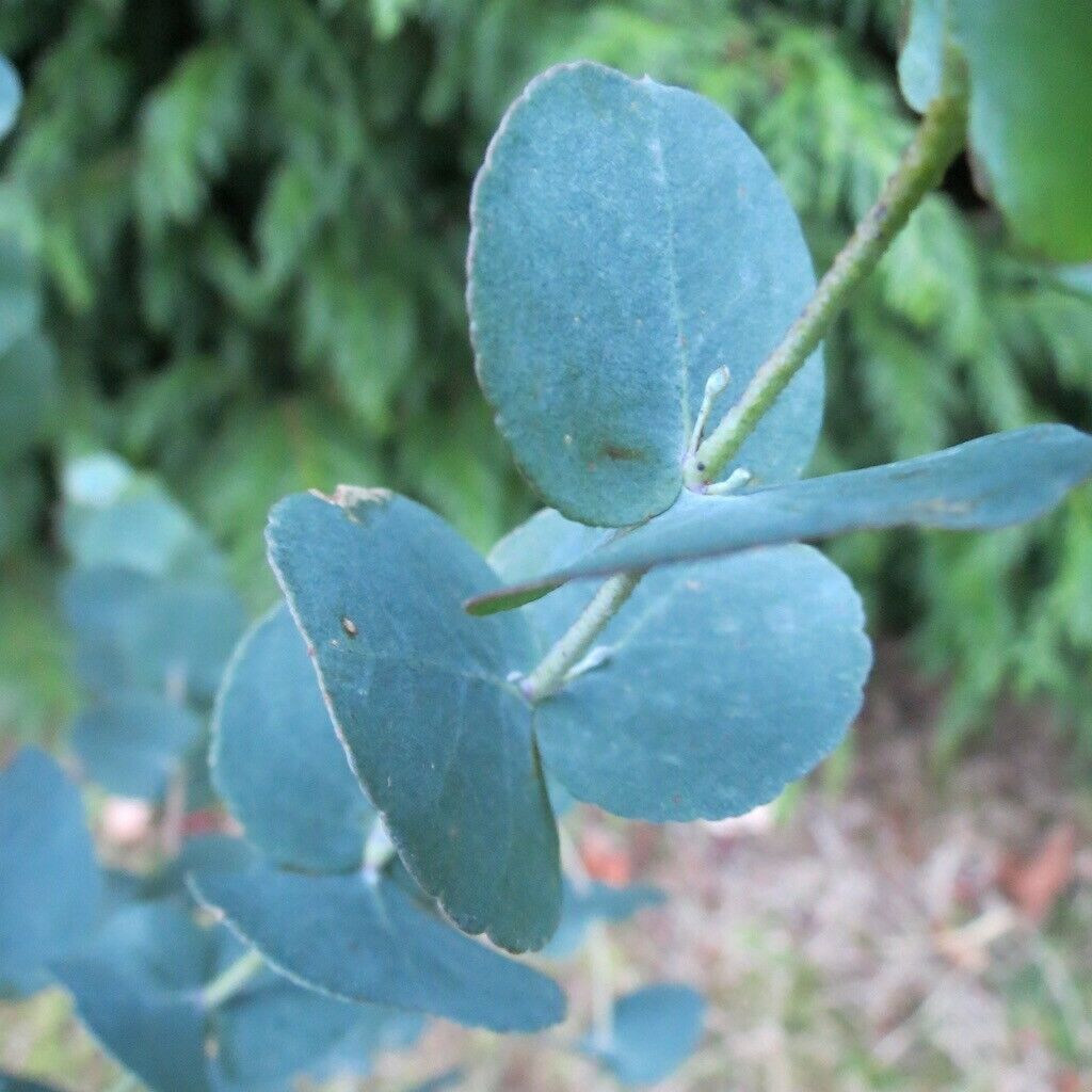 Eucalyptus Urnigera Tree