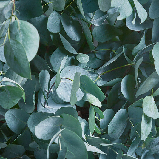 Eucalyptus Glaucescens Tingiringi Gum Tree