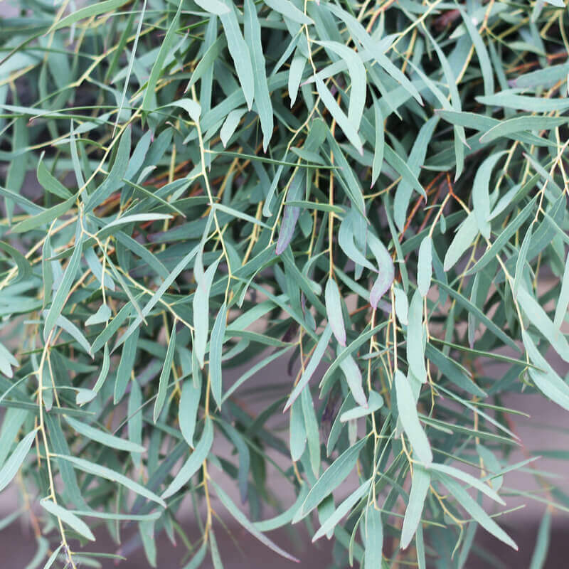 Eucalyptus Nicholii Narrow-Leaved Black Peppermint