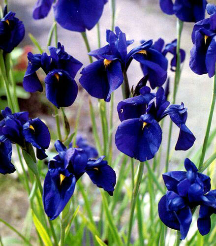 Iris Kaempferi 9cm Potted Plant