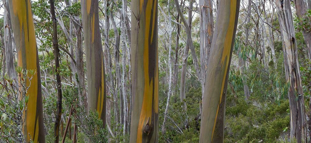 Eucalyptus Subcrenulata Yellow Gum Tree