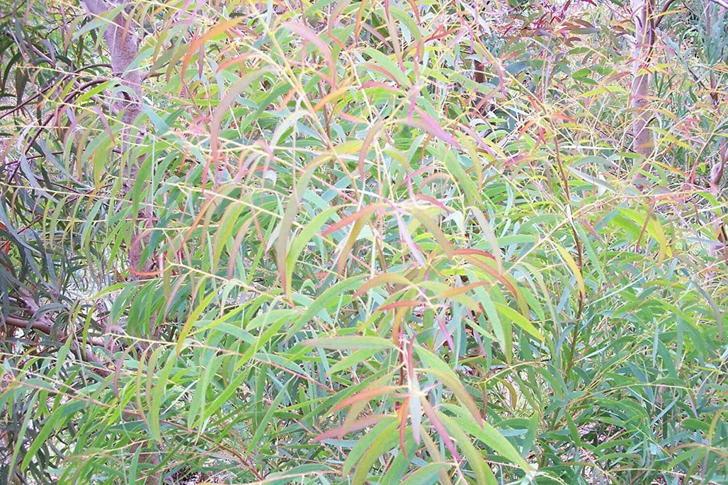Eucalyptus Nicholii Narrow-Leaved Black Peppermint