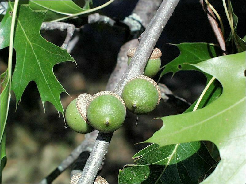 Pin Oak Quercus Palustris Tree