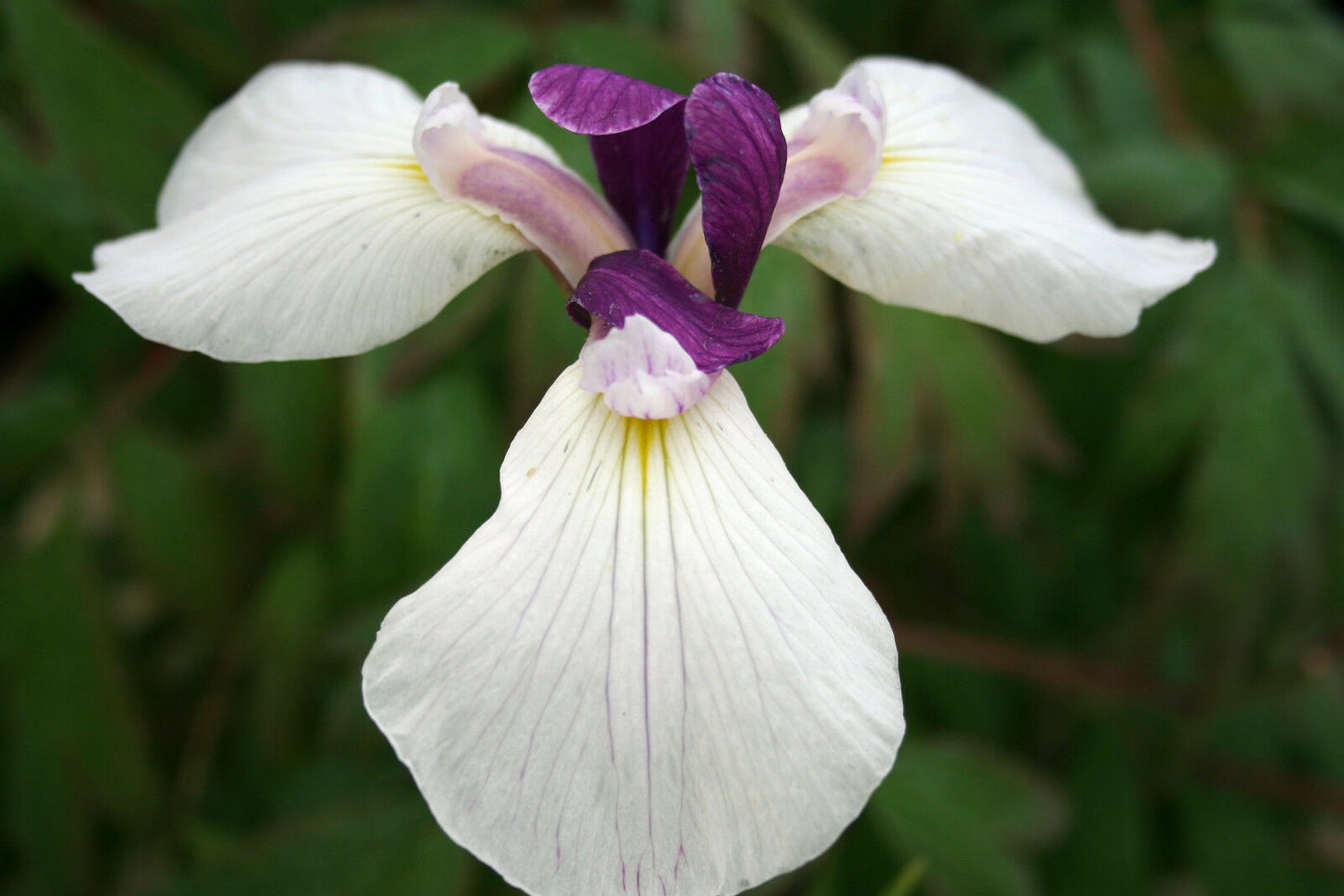 Iris Kaempferi 9cm Potted Plant