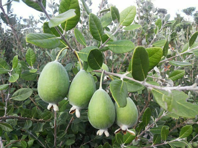 Feijoa Acca Sellowiana Pineapple Guava Fruit Tree Plug