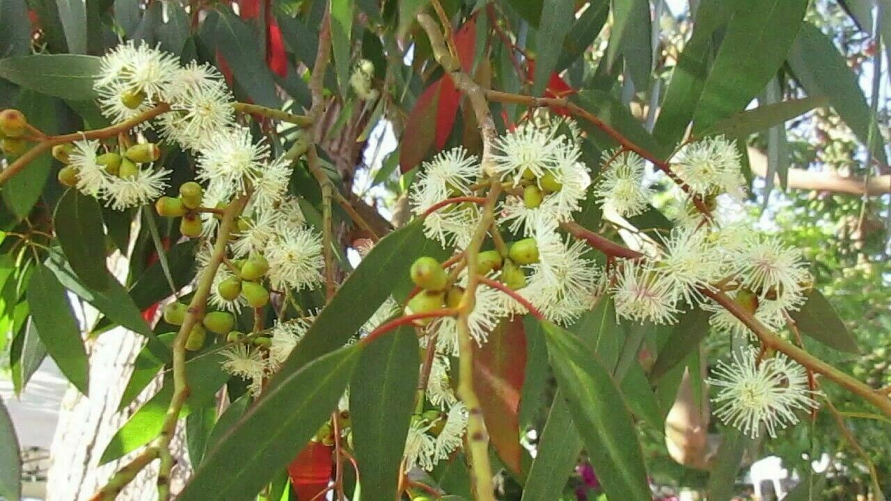 Eucalyptus Archeri Alpine Cider Gum