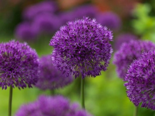 Allium Hollandicum Purple Sensation AGM Bulbs